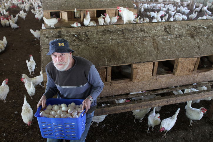 תרנגולות מטילות. ארכיון