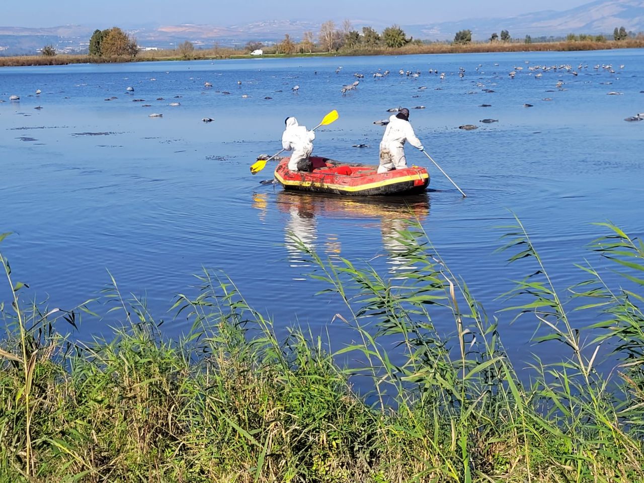 שפעת העופות באגמון החולה: החל פינוי העגורים