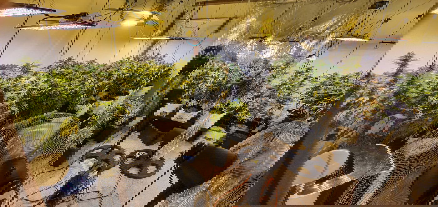 חיפה: נחשפה מעבדת הידרו לגידול סמים