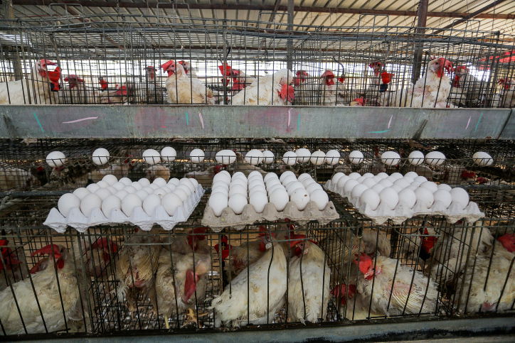 אילוסטרציה