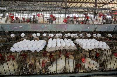 אילוסטרציה