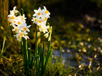 בואו לצפות בנרקיסים פורחים ברמת הגולן