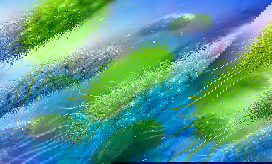 מושבת חיידקים תלת ממדית