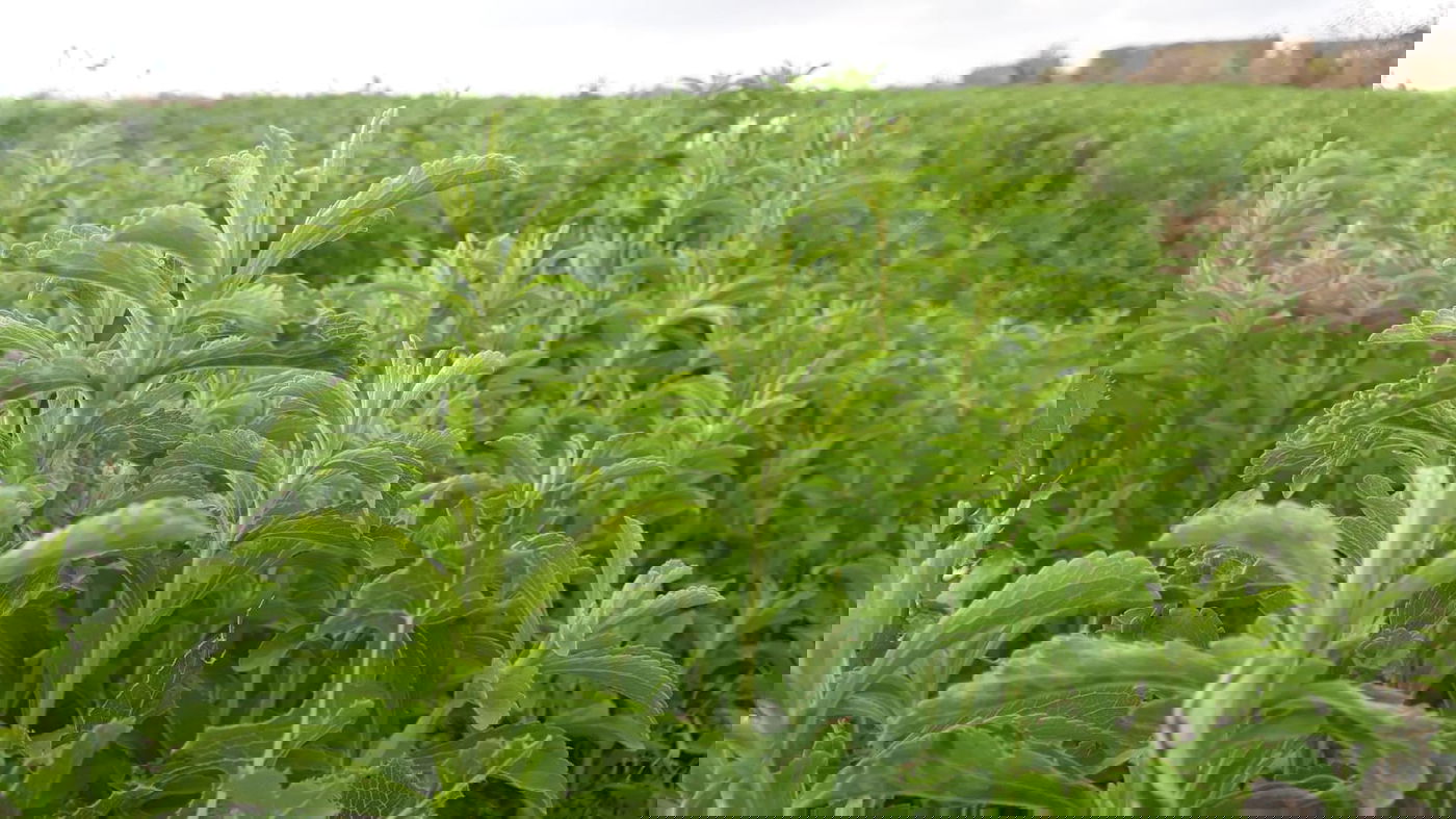 הצמח ששינה לאלפי חולי סוכרת את החיים