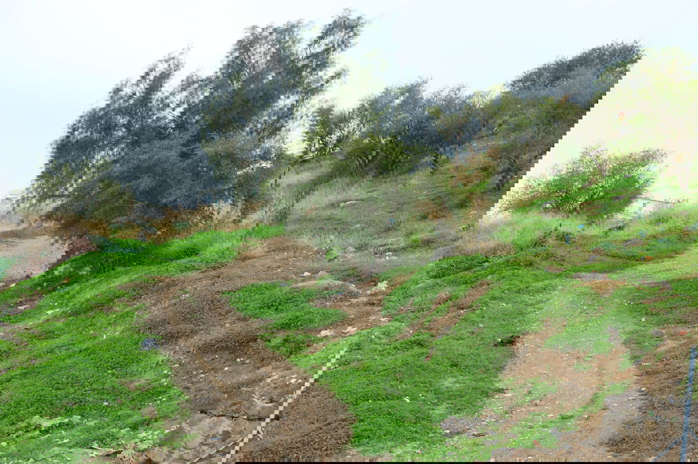 ערב ט"ו בשבט בקבר רבי מאיר בעל הנס • תיעוד