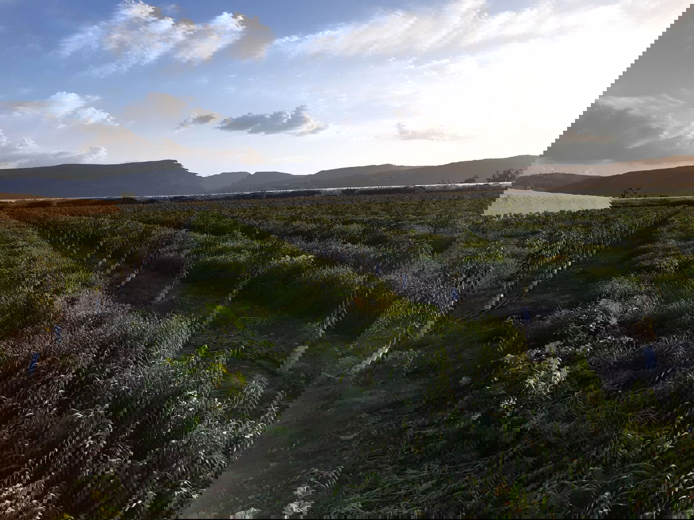 בקעת גינוסר, ברקע הר הארבל