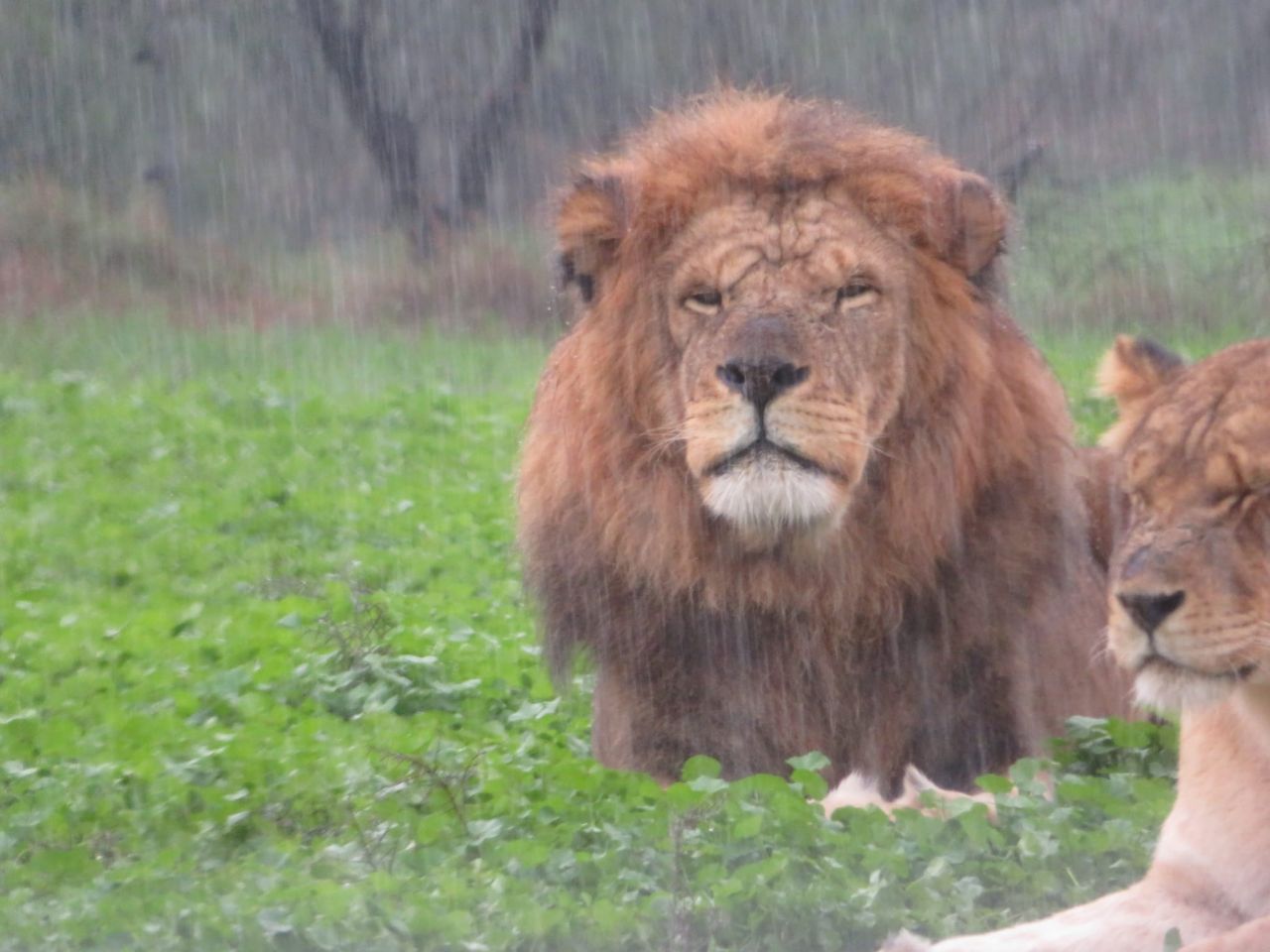 מגניב: מה אריות עושים בגשם שוטף? • צפו