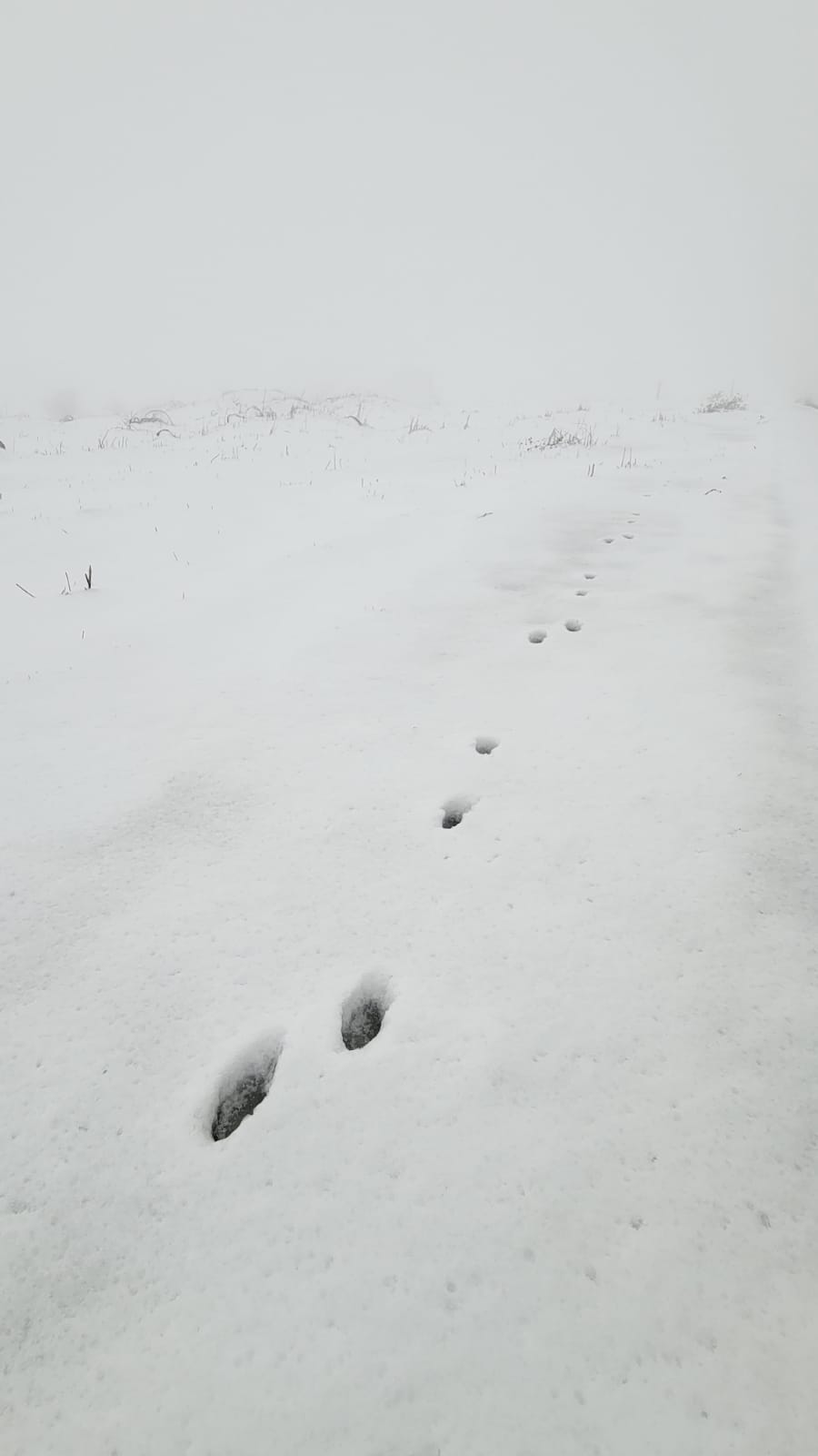שלג ראשון בצפון הגולן; ייתכן שלג קל בהרי הגליל והמרכז