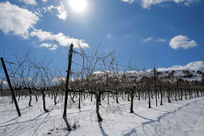 השלג אתמול בגולן