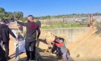 פעולות החילוץ של הסוס