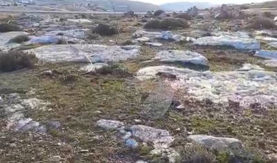 מטע עצי הזית שנעקר