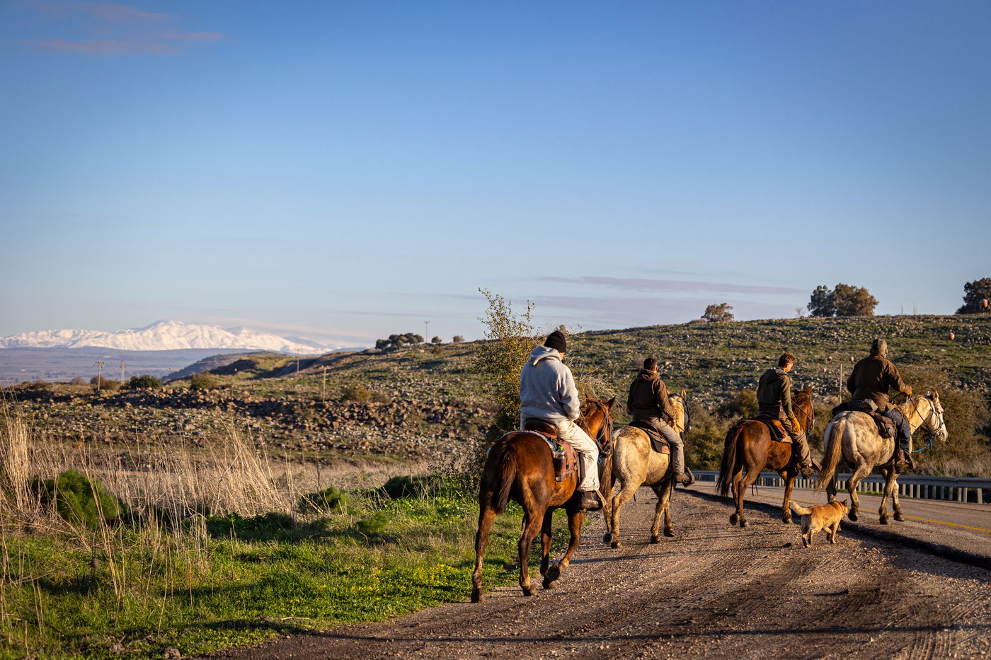 רוכבים על סוסים במהלך רעיית הפרות; צפו
