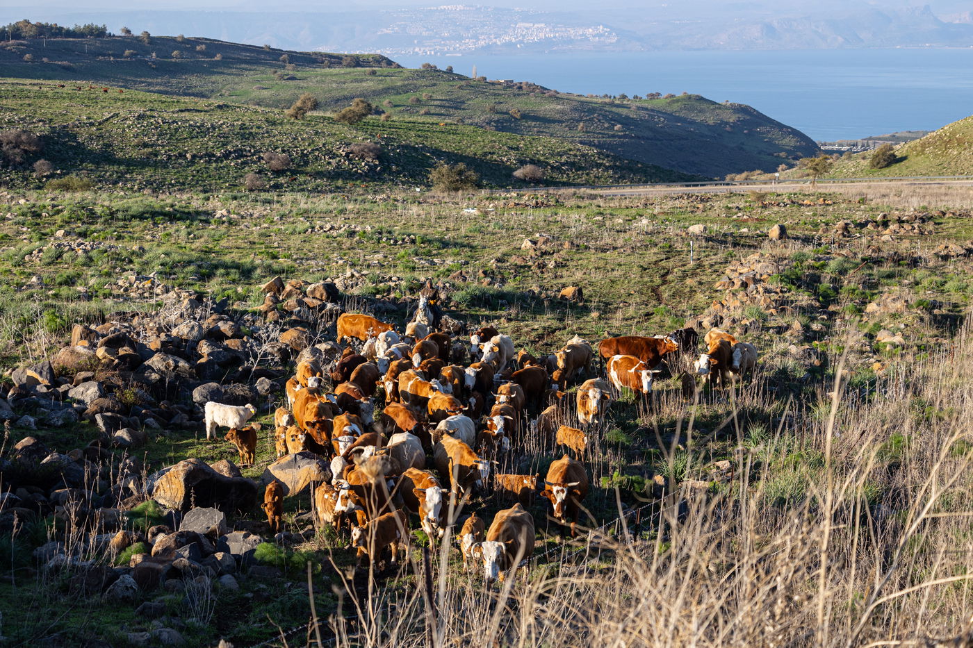 רוכבים על סוסים במהלך רעיית הפרות; צפו