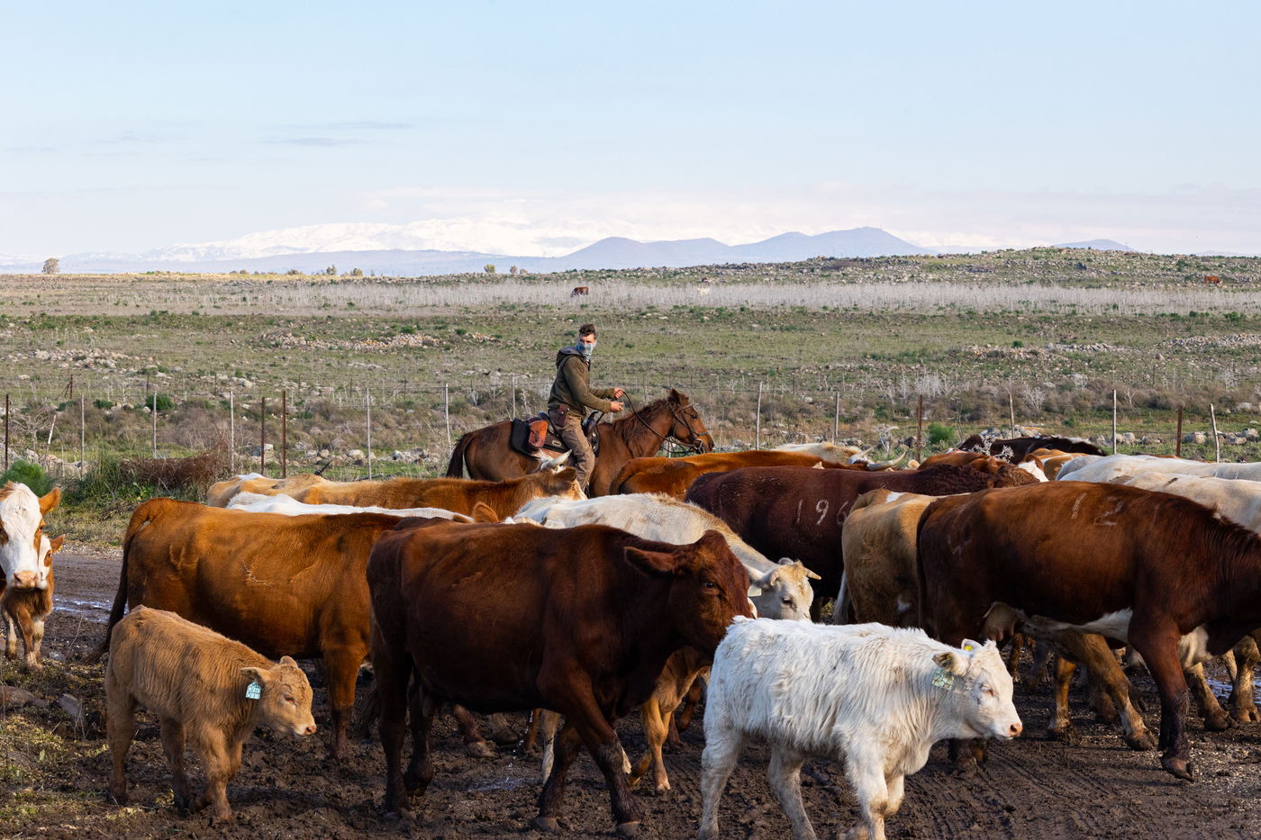 רוכבים על סוסים במהלך רעיית הפרות; צפו