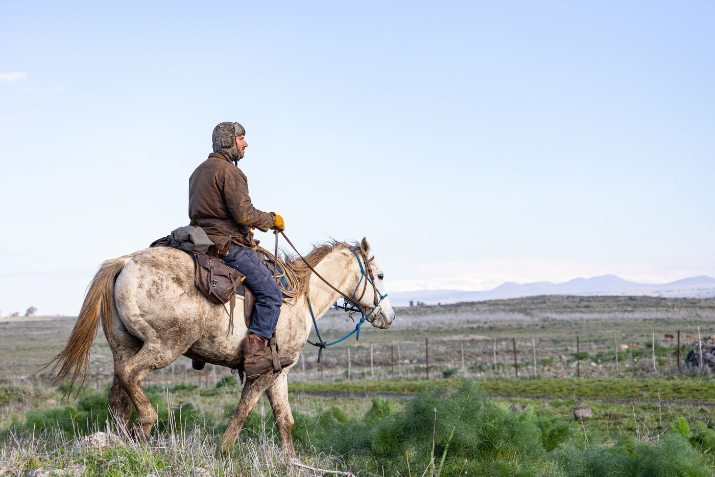 רוכבים על סוסים במהלך רעיית הפרות; צפו