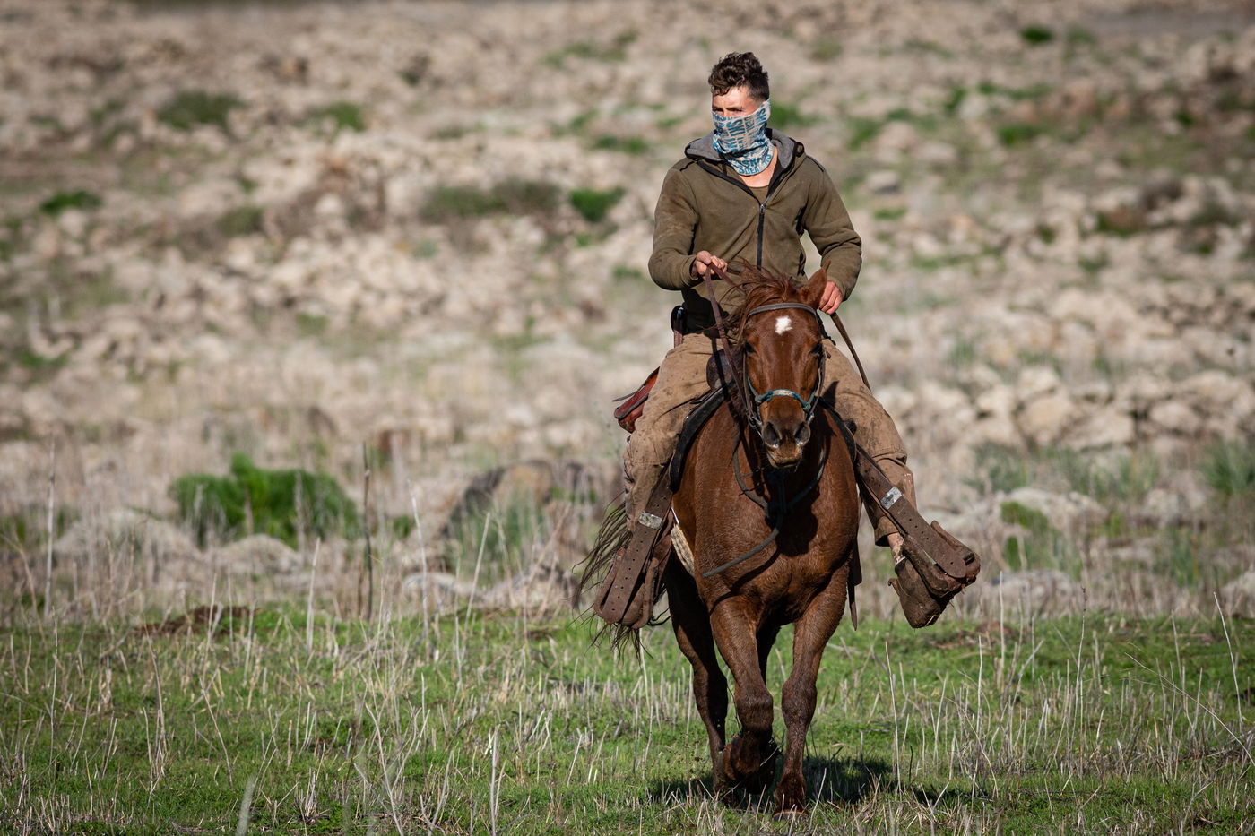 רוכבים על סוסים במהלך רעיית הפרות; צפו