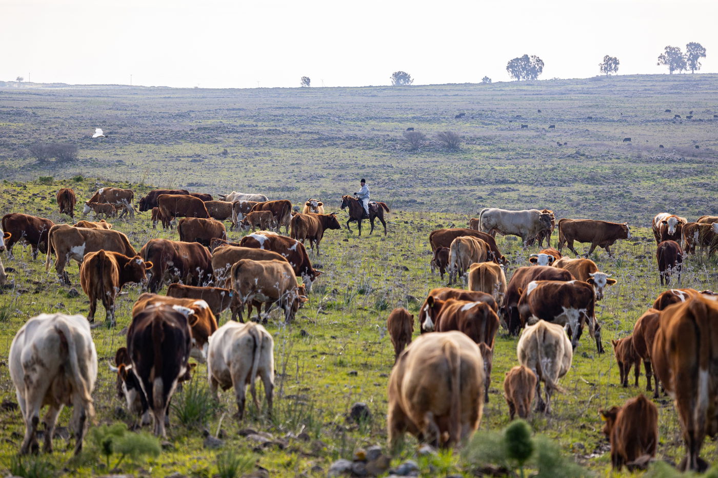 רוכבים על סוסים במהלך רעיית הפרות; צפו