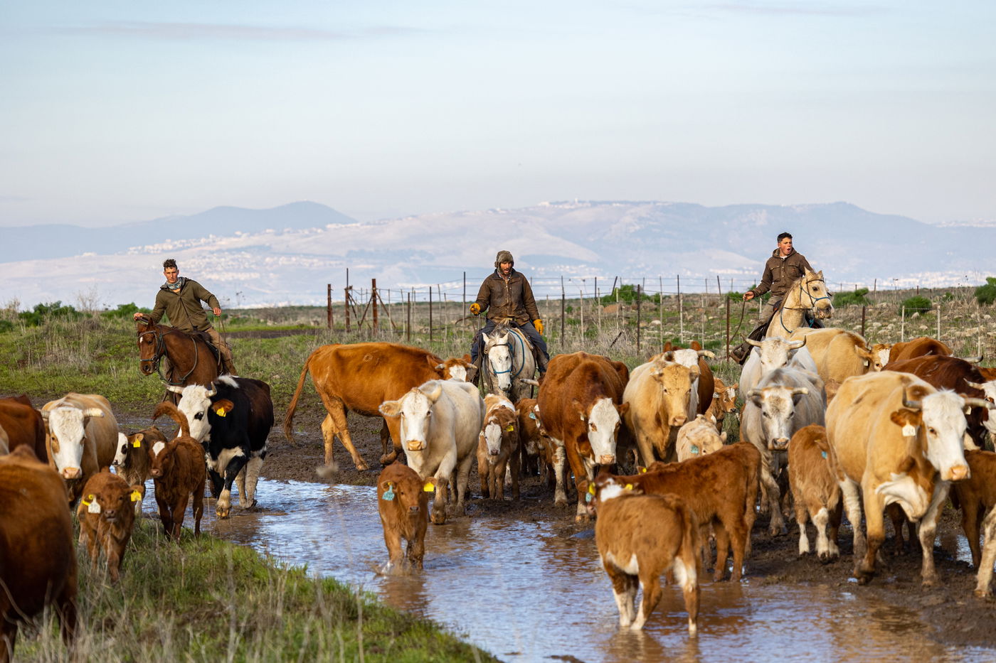 רוכבים על סוסים במהלך רעיית הפרות; צפו
