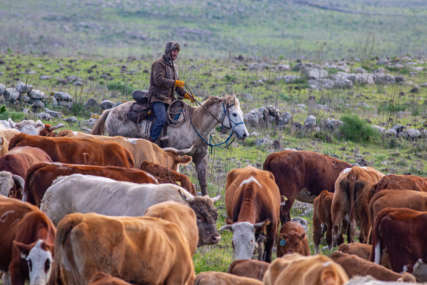 רוכבים על סוסים במהלך רעיית הפרות; צפו