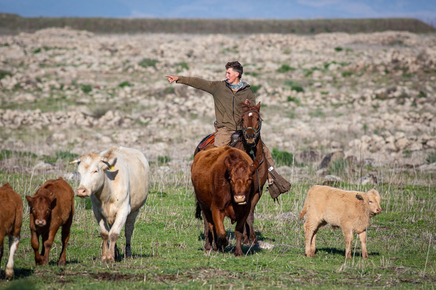 רוכבים על סוסים במהלך רעיית הפרות; צפו