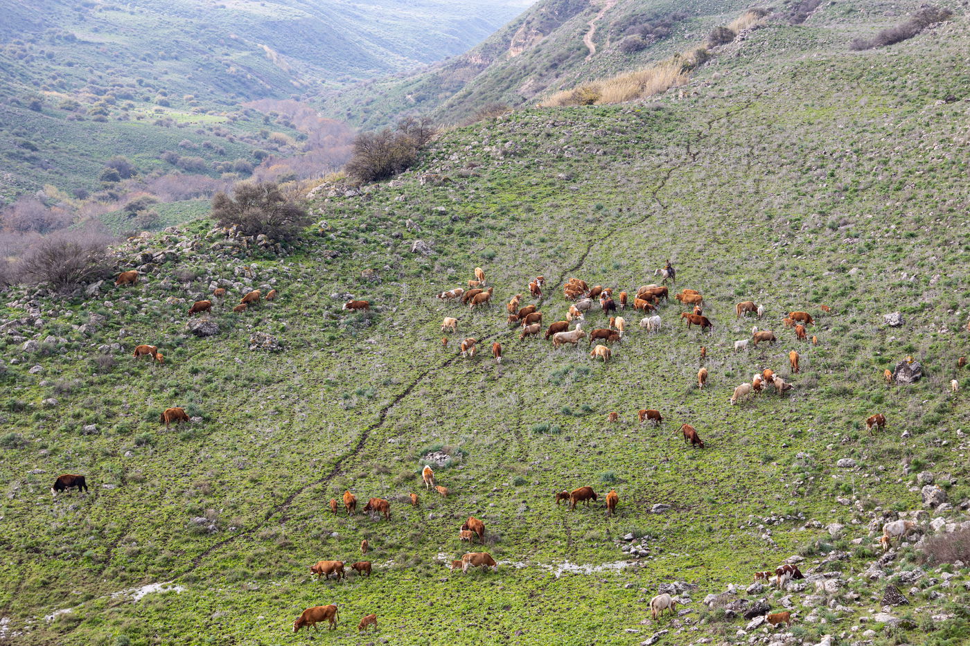 רוכבים על סוסים במהלך רעיית הפרות; צפו