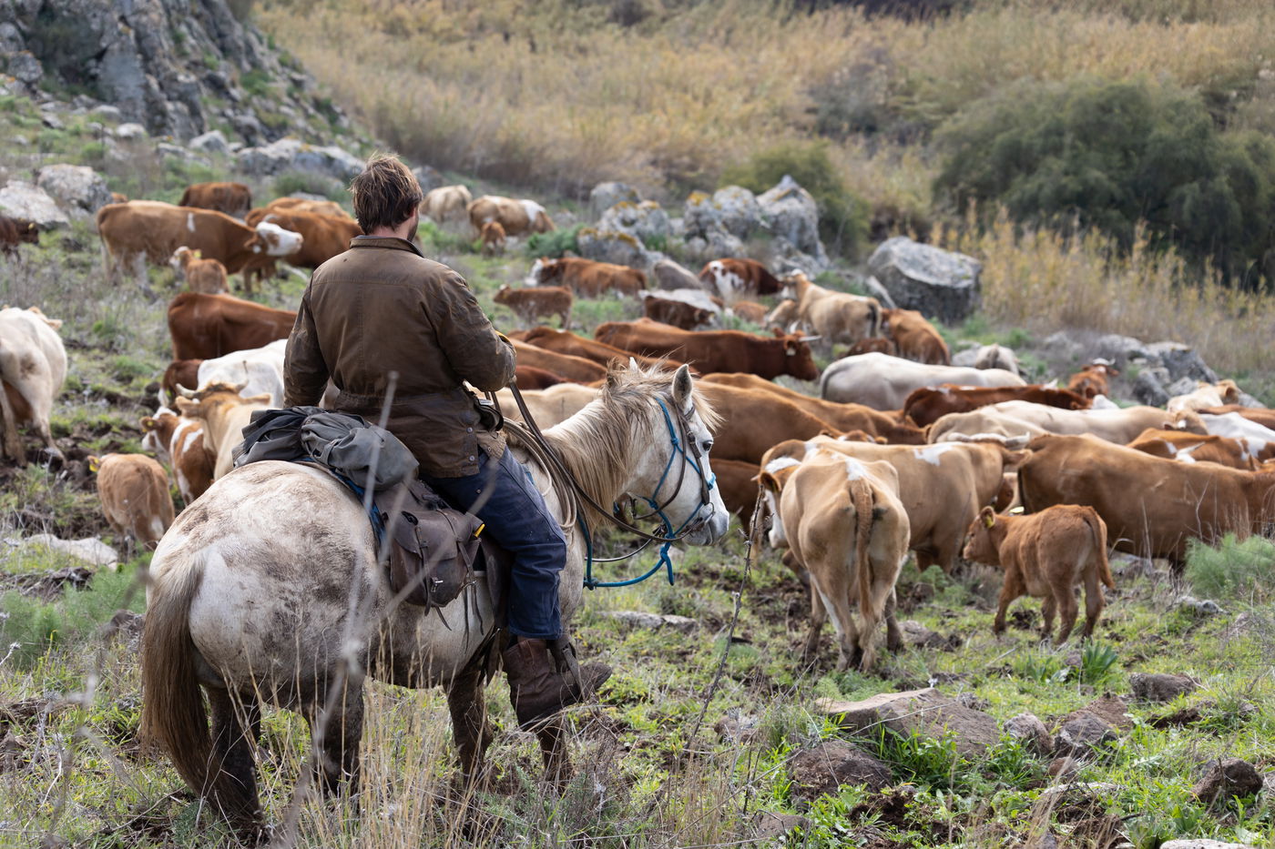 רוכבים על סוסים במהלך רעיית הפרות; צפו