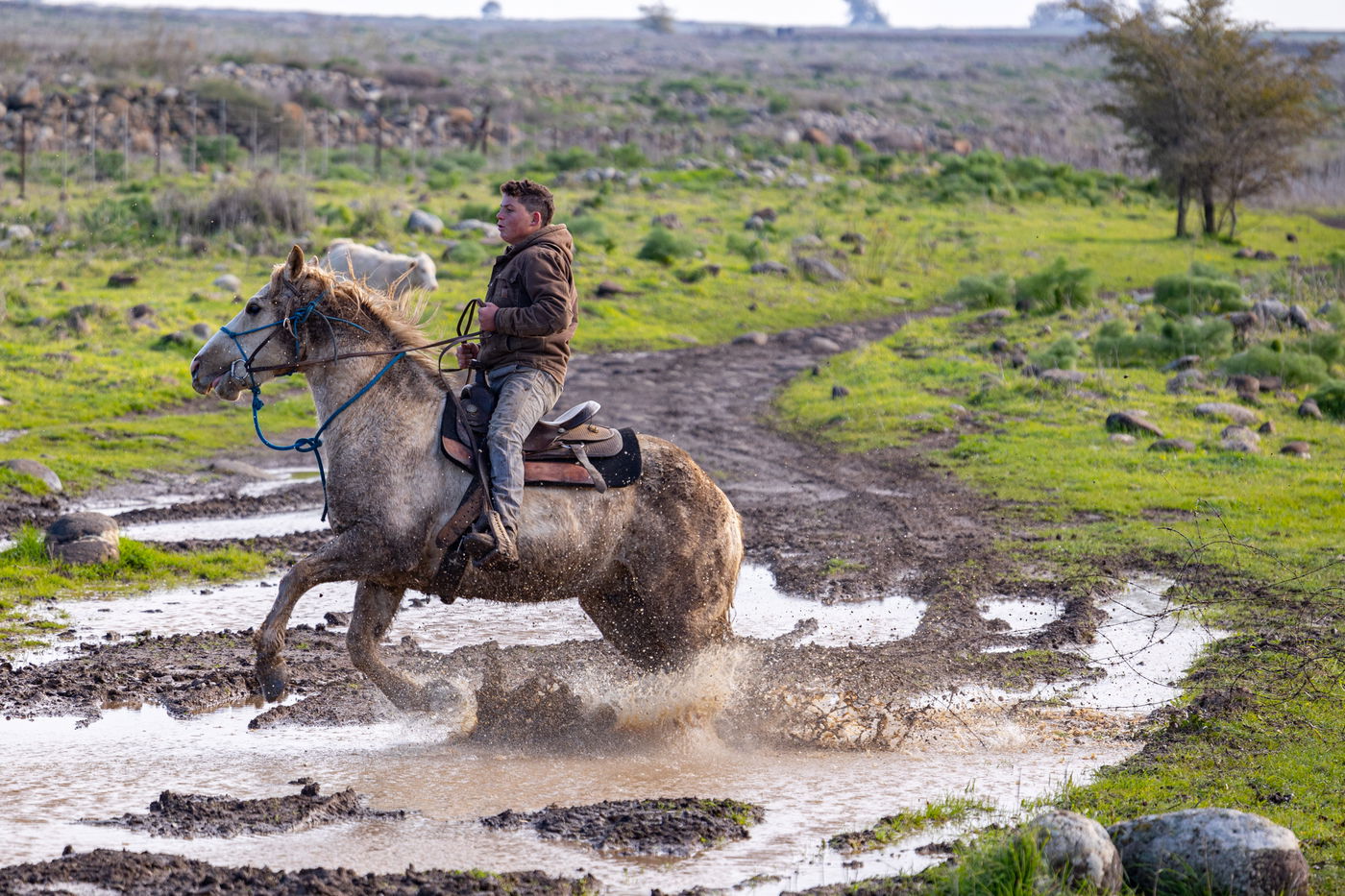 רוכבים על סוסים במהלך רעיית הפרות; צפו
