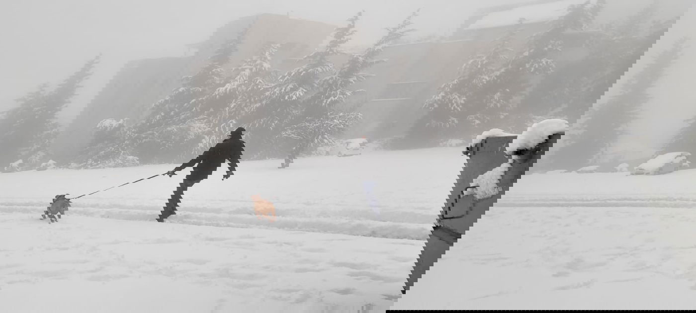 בחום ובשלג - הכלב צריך לצאת לסיבוב