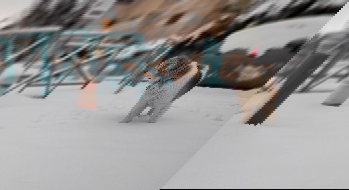 זווית אומנותית מיוחדת: השלג הזך בירושלים