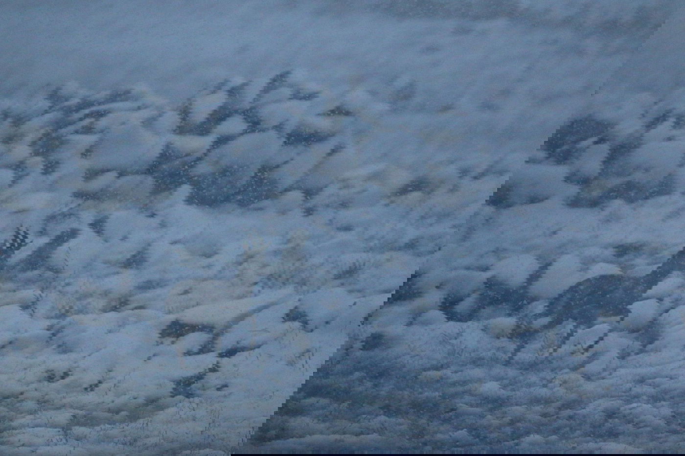 צבי באלוני הבשן נמרוד להב