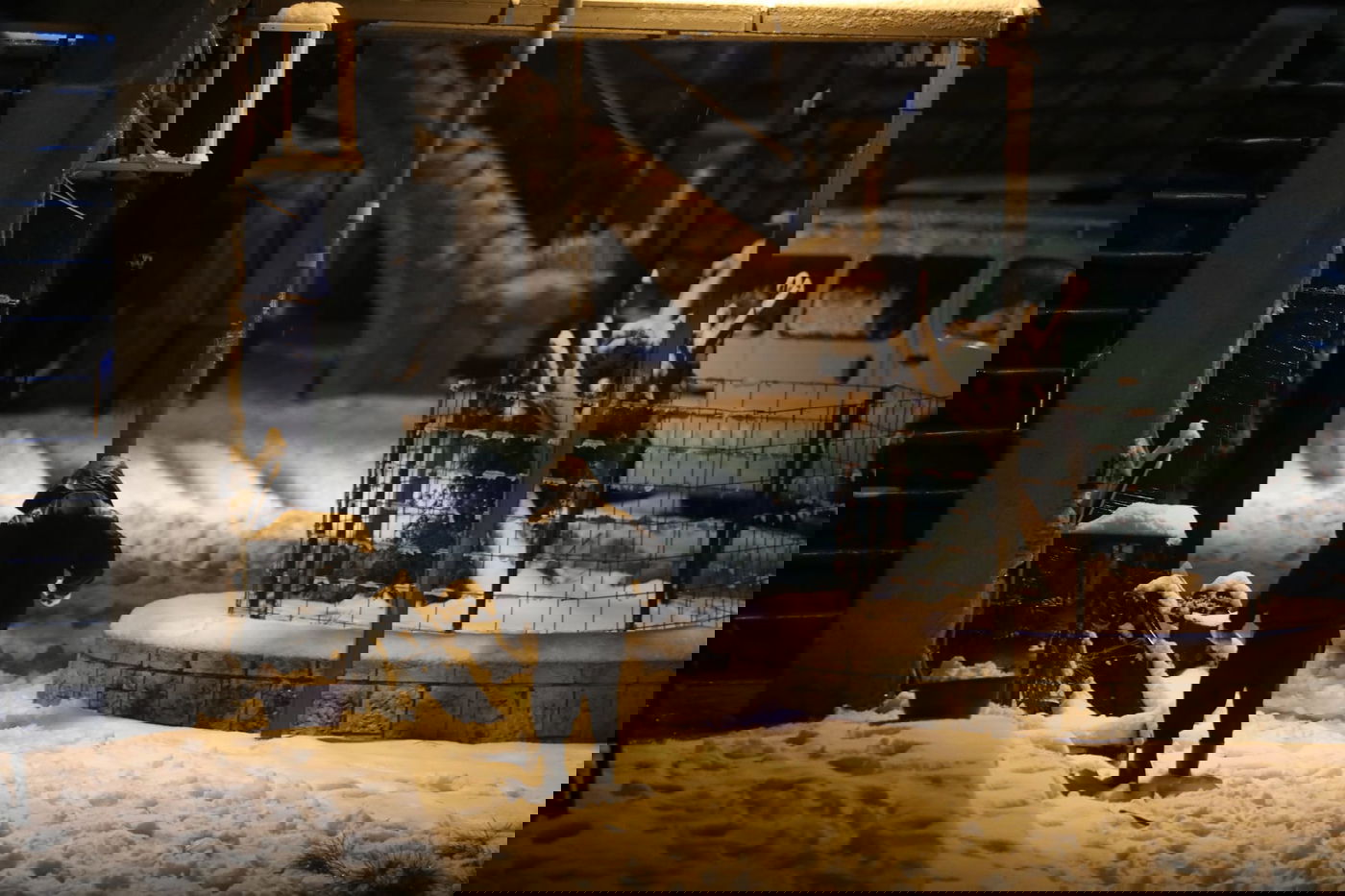 חגיגה ירושלמית • עיר הבירה נצבעה בלבן; הלימודים בוטלו