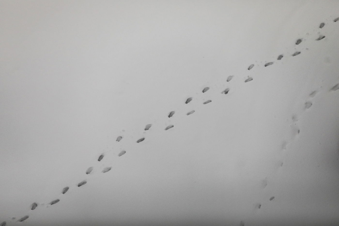 המוני ישראלים קמו לבוקר לבן • עדכונים ממוקדי השלג