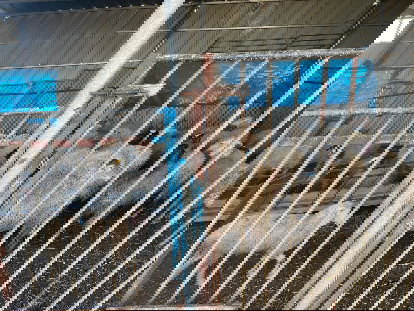 במזרח טייבה: נתפס עדר צאן שמקורו אינו ידוע