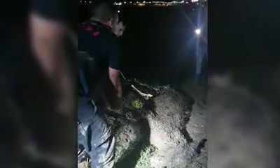 לוחמי האש חילצו חמור שטבע בבוץ • צפו