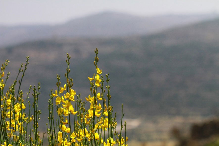 סיפורו של כביש; האם 465 מסוכן ביטחונית?