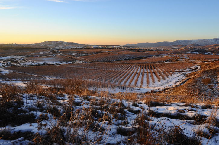 עקב מזג האויר: נזק עצום לגידולי החקלאות