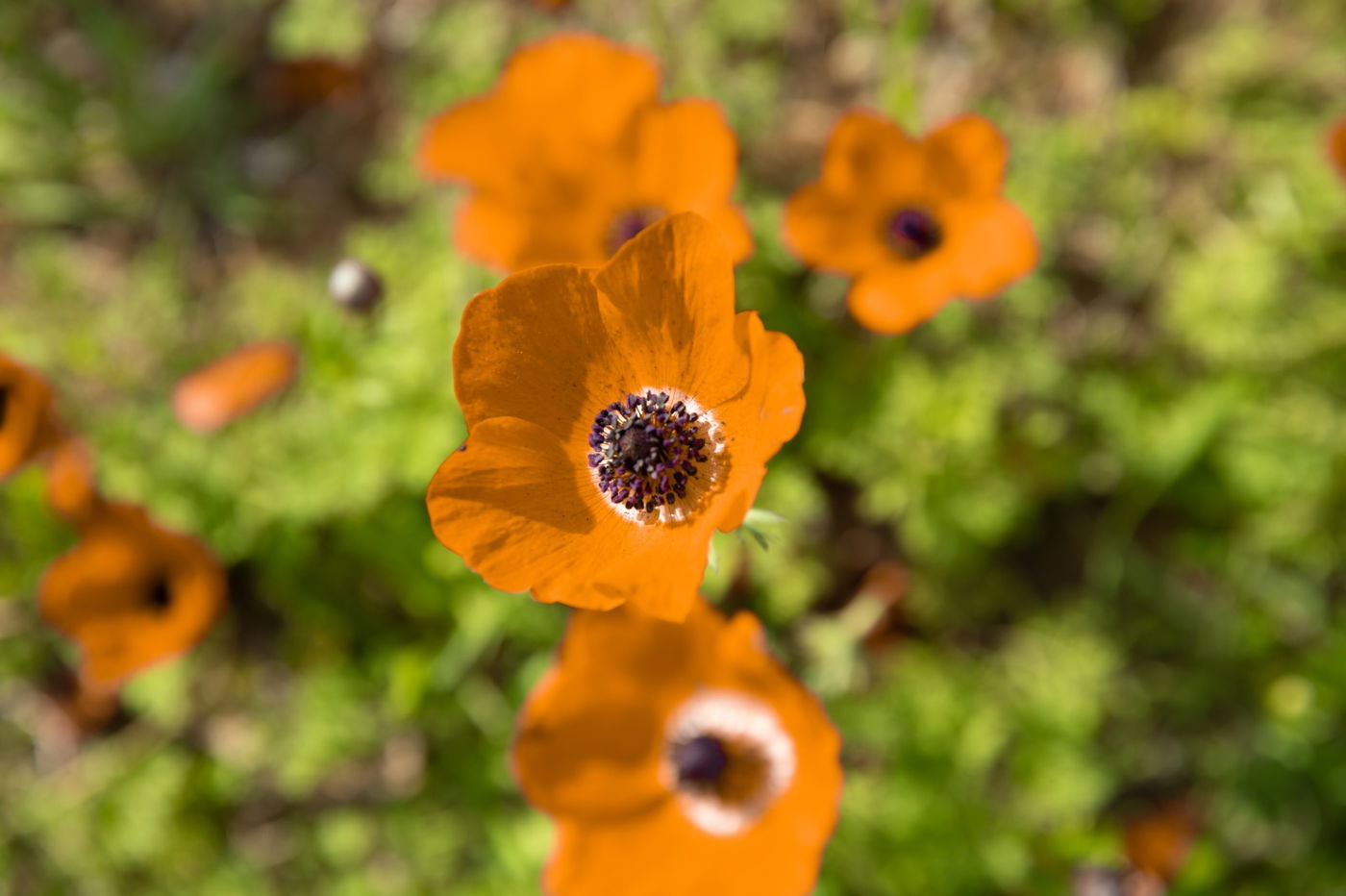 צפו בגלריה אדומה: פריחת כלניות מרהיבה