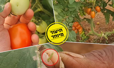 אוהבים עגבניות שרי? הסרטון הזה בשבילכם