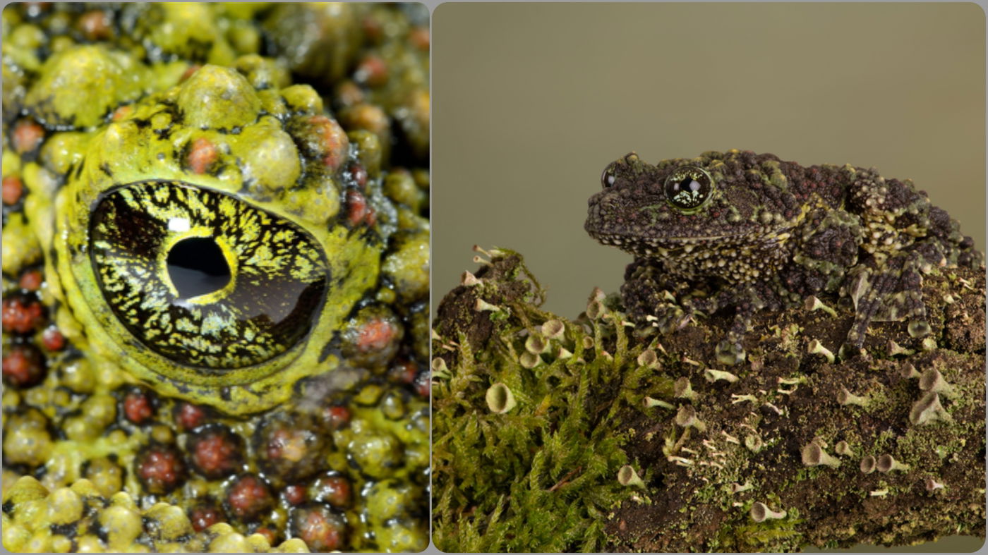 צפרדע טחב. כן כן, זהו שמה