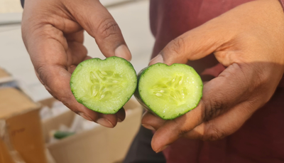 איך מגדלים מלפפונים בצורת לב? • צפו