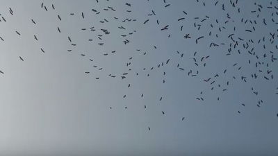 החסידות מעופפות