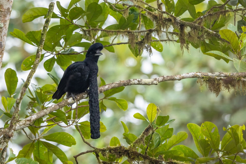 ציפור מטרייה ביער
