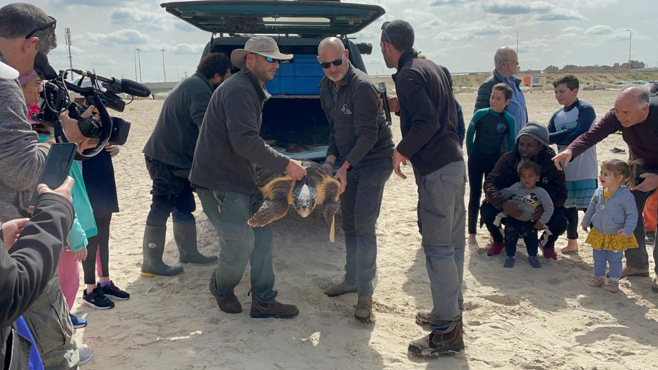 5 צבי ים חומים בוגרים שנפגעו - שוחררו • תיעוד
