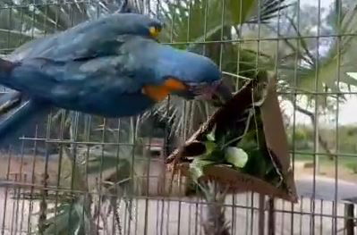 משלוח מנות בספארי