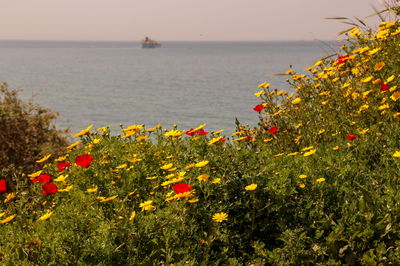 התחזית: לקראת השרב, הטמפרטורות יירדו