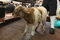 תרגול קורבן פסח; ארכיון