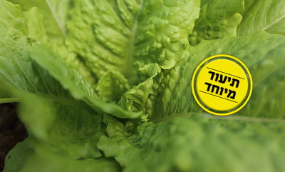 מרור? לא תאמינו מה הסתתר בתוך חסה אחת • צפו