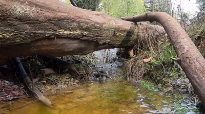 טיול לבין הזמנים: נחל בר אלעאי • צפו