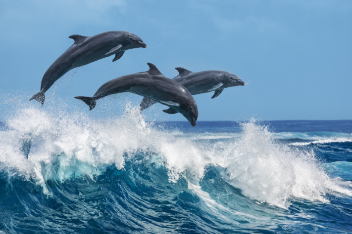 אילוסטרציה