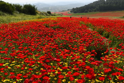 פריחת הפרג ליד המושב אדרת